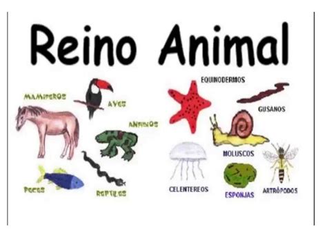 Reino Animal