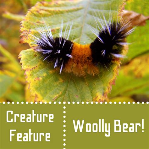 Creature Feature: Woolly Bear | NEC