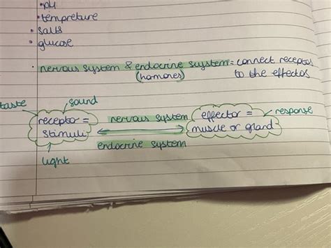 Co Ordination And Response Flashcards Quizlet