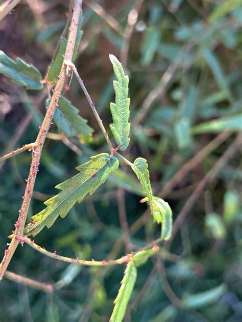 White Leaved Lawyer From South Island Te Waipounamu Governors Bay