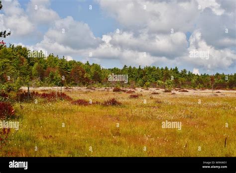 Scenic Landscape Of Spruce Flats Bog And Surrounding Forest In The