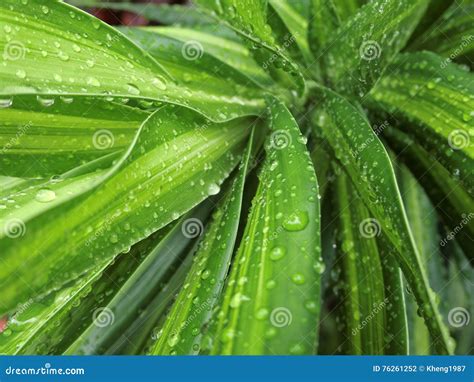 Pingos De Chuva No Dracaena Reflexa Foto De Stock Imagem De Arbustos