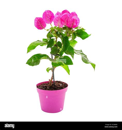 Flowering Bougainvillea Plant In A Pink Pot Isolated Stock Photo Alamy