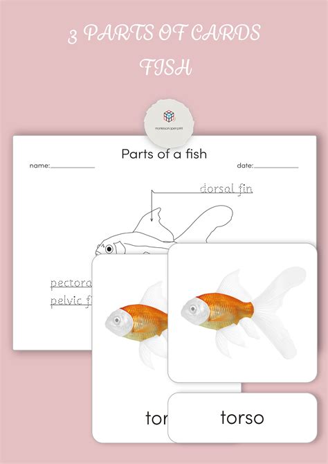 Montessori Part Cards Parts Of A Fish Etsy