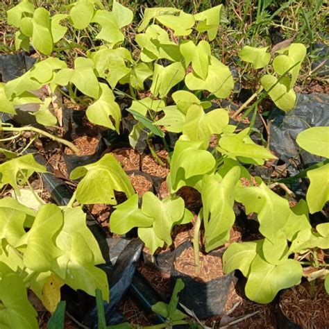 jual tanaman hias ubi kuning shopee indonesia