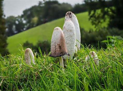 Shaggy Inkcap Coprinus Comatus Home Orchard Stoke Abb Flickr