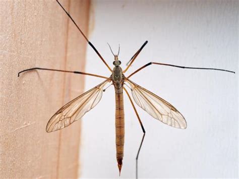 Tipula Paludosa Galerie Insecte Org