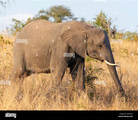 African Safari Lodge And Wildlife Hi Res Stock Photography And Images