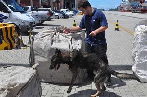 Receita Federal Usa CÃes Farejadores Em FiscalizaÇÃo De Carga Receita