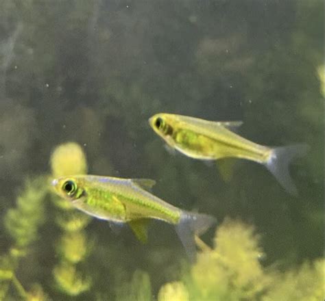 Buy Neon Green Rasbora (microdevario Kubotai) on Sale | 30% – ABQUATICS