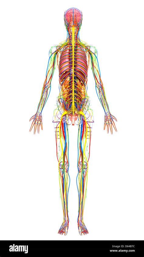 Anatomia Del Intestino Delgado Im Genes Recortadas De Stock Alamy The