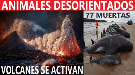 ALERTA APARECEN BALLENAS VARADAS ERUPCIÓN de VOLCANES REPORTE