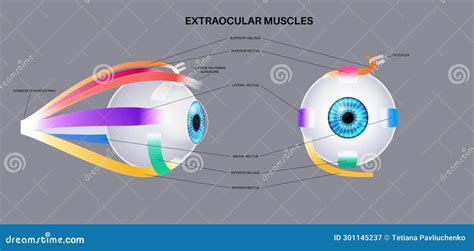 Extraocular Muscles Anatomy Cartoon Vector Cartoondealer