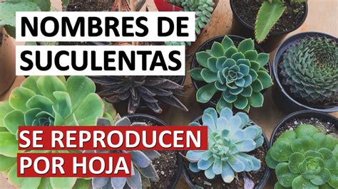 Plantas Que Se Reproducen A Trav S De Hojas Nucleo Jardin