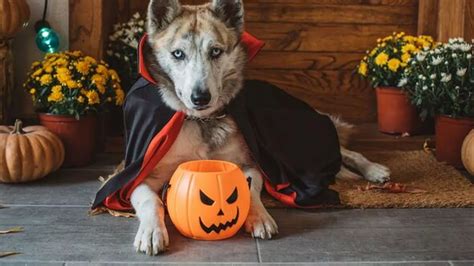 Experts Halloween Warning For All Pet Owners This October Mirror Online