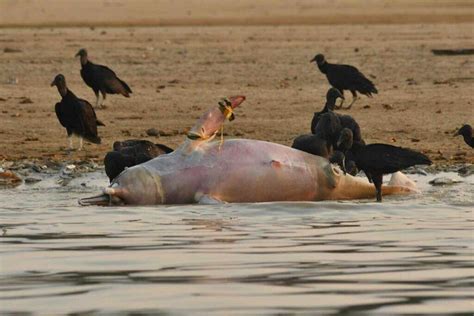 Sequ A En La Amazon A Acci N Humana Devastaci N Fen Menos Naturales