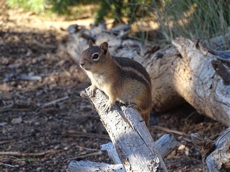 Gophers,chipmunk,animal,nager,nature - free image from needpix.com