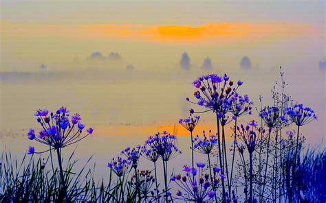 Wild Flowers In The Morning Mist Foggy Sun Grass High Definition