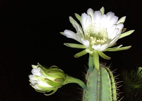 Night Blooming Cereus Full HD