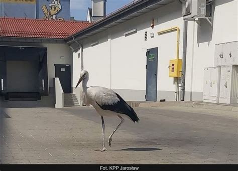 Nietypowa Interwencja Policji W Sprawie Spaceruj Cego Bociana