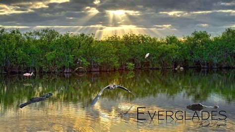 Top 999 Everglades National Park Wallpaper Full HD 4K Free To Use