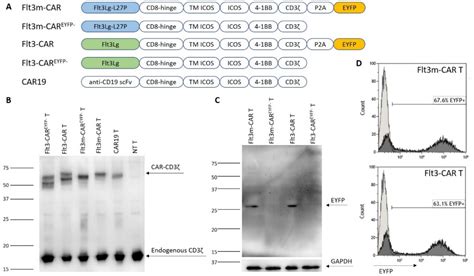 mutated fltlg  reduced flt recycling compared  wild type