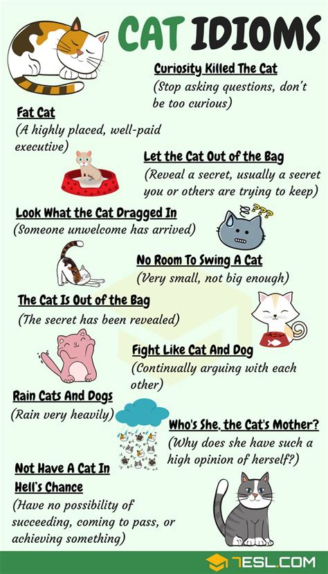 Cat idioms 30 useful cat idioms sayings in english – Artofit