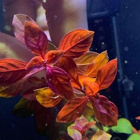 Jual Ludwigia Red Malang Tanaman Aquascape 20btg Tanaman Hias Tanaman