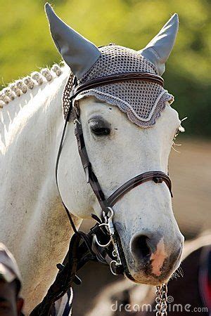 White Horse Portrait Grey Horses, Horses And Dogs, Horse Gifts, Gifts For Horse Lovers, All The ...