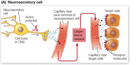 Bio Exam Homeostasis Endocrine Flashcards Quizlet