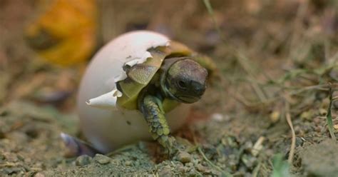 Tortoise Egg Hatching Techniques: A Guide to Successful Incubation ...