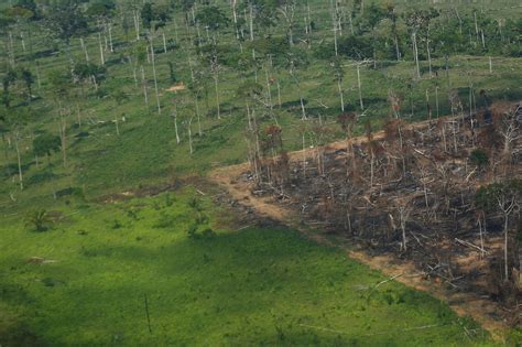 Desmatamento e aquecimento global colocam sob ameaça natureza economia