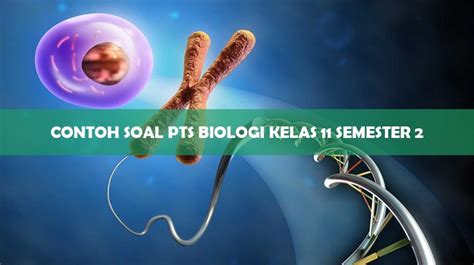 Contoh Soal Biologi Kelas 11 Semester 1 Homecare24