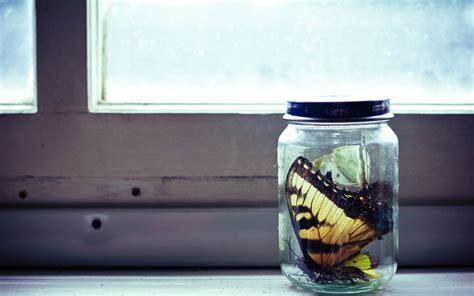 2560x1600 Bank Glass Butterfly Collection Wallpaper Coolwallpapers Me