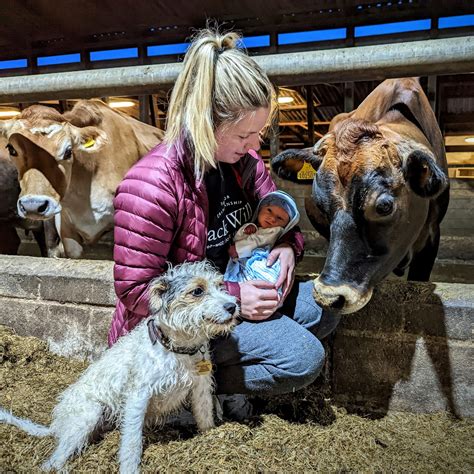 jersey breed cattle 7