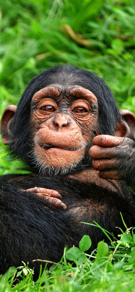 Chimpanzee Wallpapers - 4k, HD Chimpanzee Backgrounds on WallpaperBat