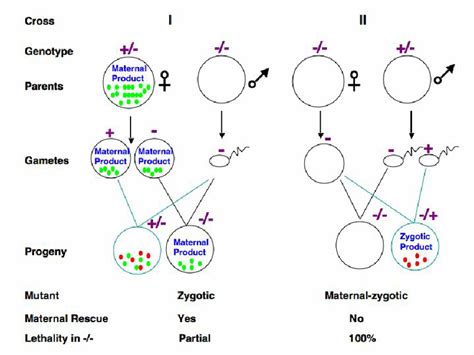 Figure S3 A Diagram Is Shown For The Zygotic Mutant And Download