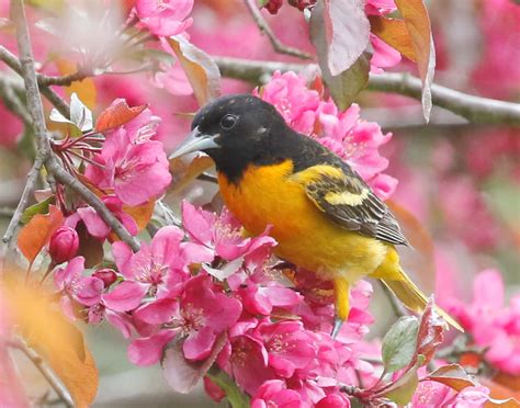 Download Baltimore Oriole Bird Spring Blossom Animal Photography Picture | Wallpapers.com