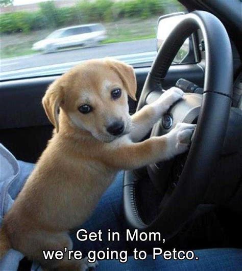 funny mexican dog memes