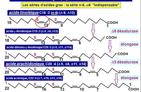 Lipides Ue Biochimie Tutorat Associatif Toulousain