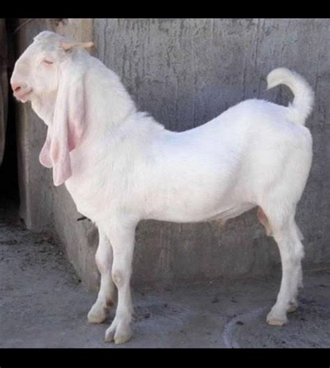 White Sojat Male Goat At Rs Kg In Wada Id