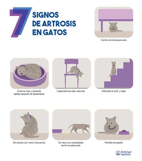 La artrosis en perros y gatos qué es La Clinica Veterinaria