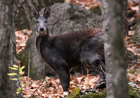 A Deer with Fangs | Wild View