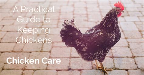 A Practical Guide To Keeping Chickens Chicken Care Oh Lardy