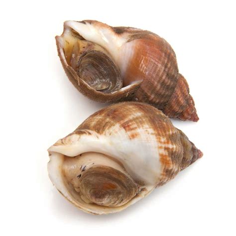 Whelk definition and meaning | Collins English Dictionary