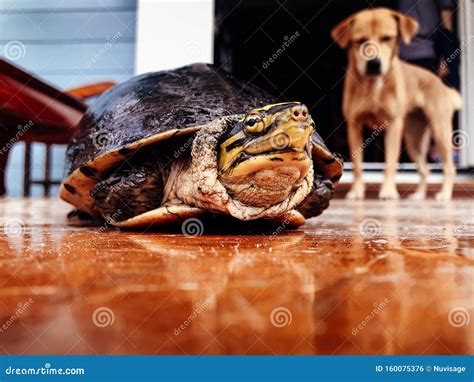 Scared Turtle Keeps Head In Shell With Curious Dog Look From Behind