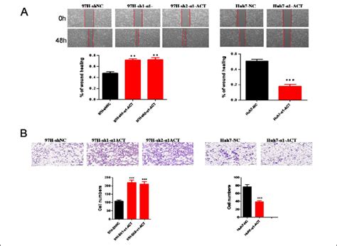 Act Inhibits The Pi K Akt Mtor Signalling Pathway Analysis Ofthe