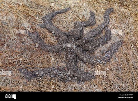 Northern Pocket Gopher Thomomys Talpoides Soil Ropes In Grand Teton