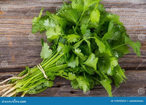 Fresh Coriander Or Cilantro Bouquet Stock Image Image Of Herbal