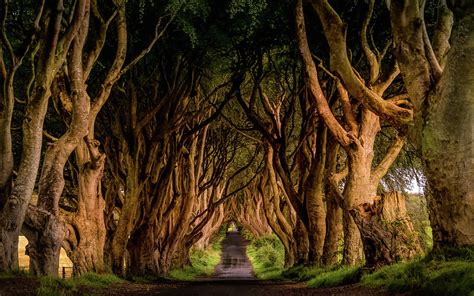 Sunrise at The Dark Hedges Photograph by Dawid Kalisinski - Fine Art America